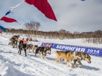 2 марта состоялось официальное открытие традиционной камчатской гонки на собачьих упряжках «Берингия-2014»